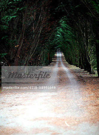 View along a tree lined country road.