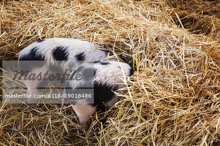 High angle close up of two Gloucester Old Spot pigs with its head burried in straw.