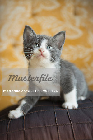 A grey and white kitten looking upwards.