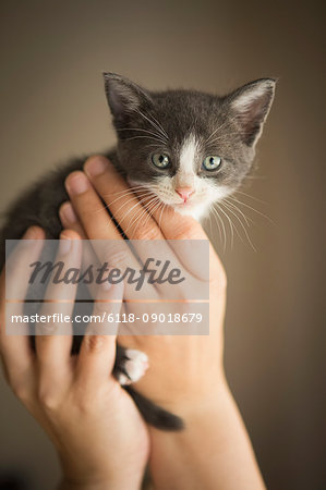 A small grey and white kitten being held in a person's hands.