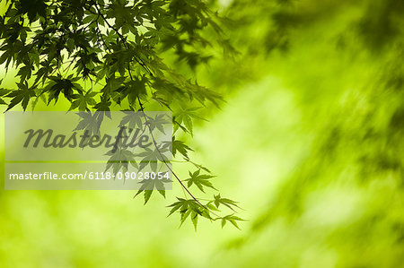 Branches of a Japanese Maple tree with green leaves, outline of the distinctive palmate leaf shape.