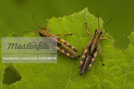 Close up of two brown crickets, insects with brown and yellow markings on a leaf.