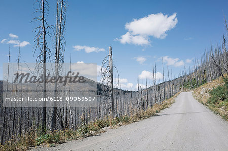 Road through fire damaged forest from extensive wildfire, near Harts Pass, Pasayten Wilderness, Washington.