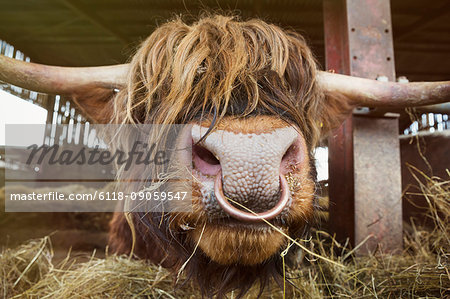 Close up of brown Scottish Highland bull with long wavy coat and nose ring in a barn.