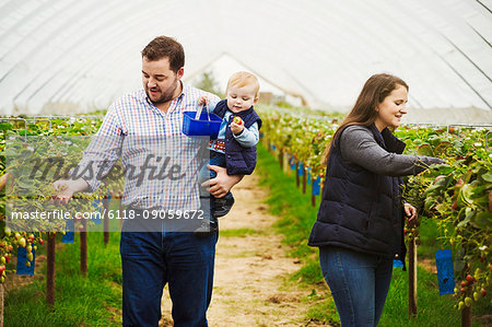 A family picking soft fruits, man, woman and small boy picking strawberries from plants raised to waist level on racks..
