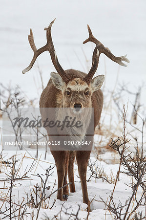 Sika deer, Cervus nipponin, in snow in winter.