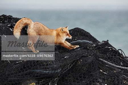 Ezo red fox, Vulpes vulpes schrencki, on heap of fishing nets in winter.