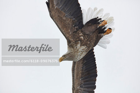White-Tailed Eagle, Haliaeetus albicilla, mid-air, winter.