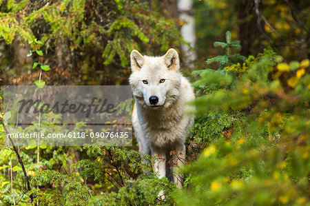 Front view of Grey Wolf standing in a forest, looking at camera.