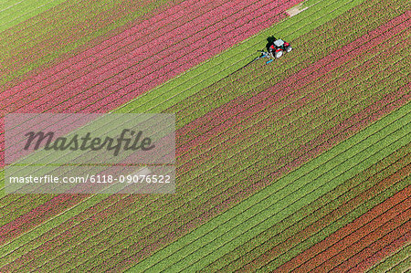 Aerial view tractor driving across red, green and pink fields of tulips.