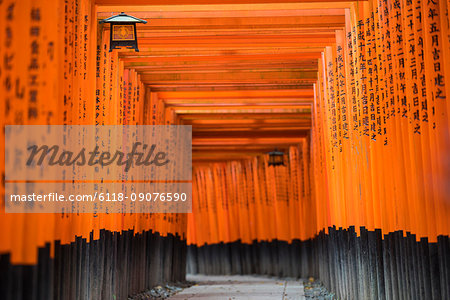 Long line of black and orange traditional Torii at a Japanese shrine.