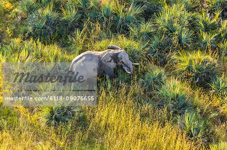 Aerial view of African Elephant standing in lush delta.