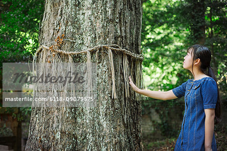 Young woman wearing blue dress touching shimenawa ropes on tree at Shinto Sakurai Shrine, Fukuoka, Japan.