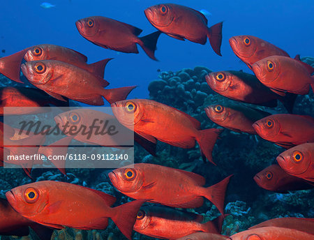 Large school of Crescent tail bigeye with vivid red coloured skin.