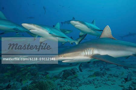 Grey reef sharks in the islands of the South Pacific. Grey reef sharks in the islands of the South Pacific.