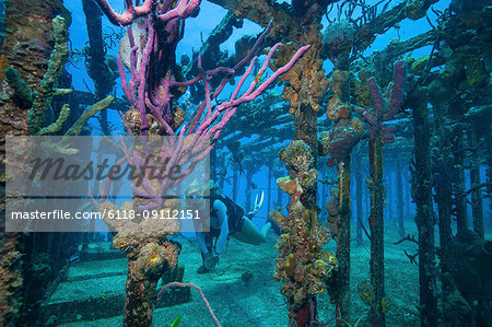 Diver swims amid the remains of the Willaurie shipwreck, Nassau, Bahamas