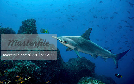 Scalloped hammerhead shark swimming among other fish over the seabed, Galapagos Islands Scalloped hammerhead shark swimming among other fish over the seabed, Galapagos Islands