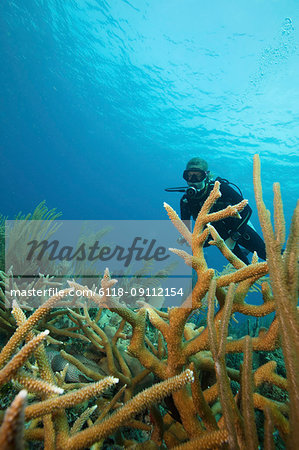 A scuba diver underwater.  Staghorn coral branches growing up from the reef.