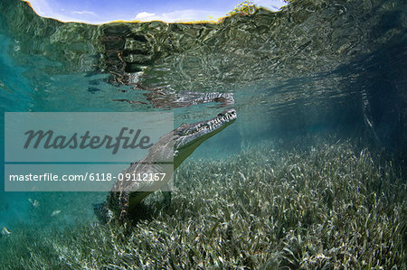 A captive crocodile underwater, snout in the surface of the water at the Garden of the Queens marine park, Cuba.