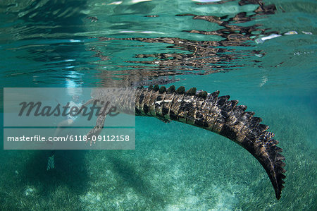 A crocodile in a nature reserve, swimming with a snorkeler the Garden of the Queens, Cuba. Underwater view. A crocodile in a nature reserve, swimming with a snorkeler the Garden of the Queens, Cuba. Underwater view.