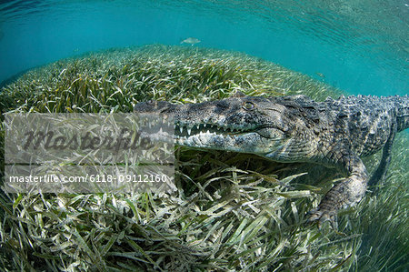 Nino, a socially interactive crocodile at the Garden of the Queens, Cuba. Underwater shot, close up of the animal snout.