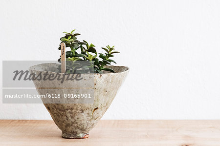 Close up of a money tree in a terracotta pot on wooden shelf.