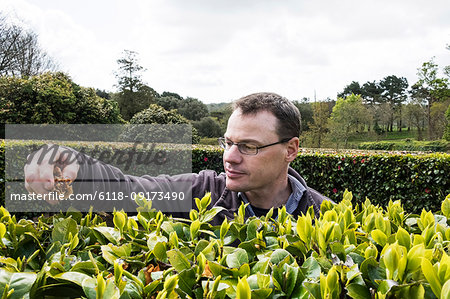 Two men standing outdoors in tea plantation, carefully picking tea leaves.