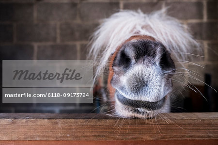 Close up of a Shetland pony's muzzle on the top of a stable door, with a white mane over it's eyes. Close up of a Shetland pony's muzzle on the top of a stable door, with a white mane over it's eyes.