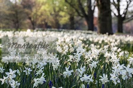 Close up of a field of white narcissus.