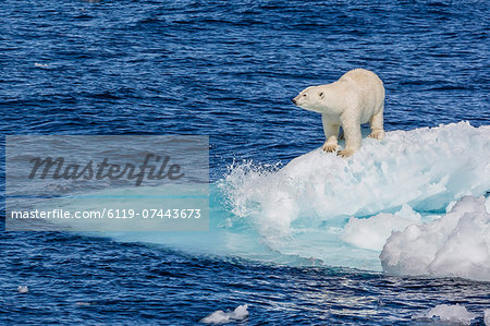 Adult polar bear (Ursus maritimus) on small ice floe, Cumberland Peninsula, Baffin Island, Nunavut, Canada, North America