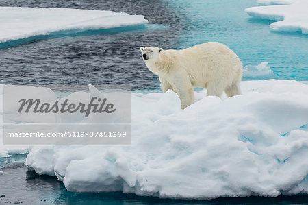 Young adult polar bear (Ursus maritimus) on ice in Hinlopen Strait, Svalbard, Norway, Scandinavia, Europe