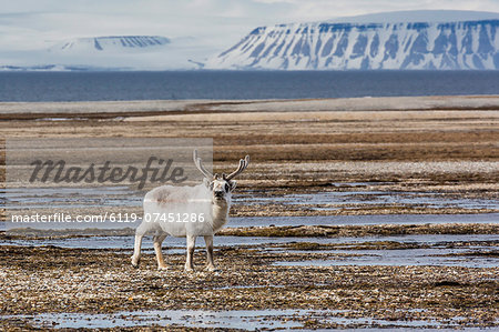Adult bull Svalbard reindeer (Rangifer tarandus platyrhynchus), at Augustabreen, Nordaustlandet, Svalbard, Norway, Scandinavia, Europe