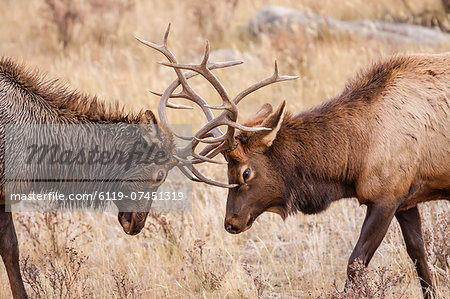 Bull elk (Cervus canadensis) fighting in rut in Rocky Mountain National Park, Colorado, United States of America, North America