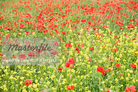 Field of wildflowers and poppies, Val d'Orcia, Province Siena, Tuscany, Italy, Europe