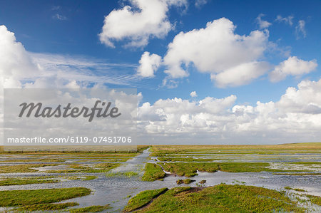 Salt meadow (salt marshes), Westerhever, Wadden Sea National Park, Eiderstedt Peninsula, Schleswig Holstein, Germany, Europe