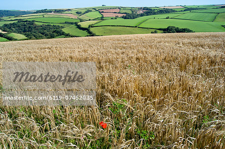 Poppies grow amongst barley in a River Dart valley agricultural landscape, Devon, England, United Kingdom, Europe