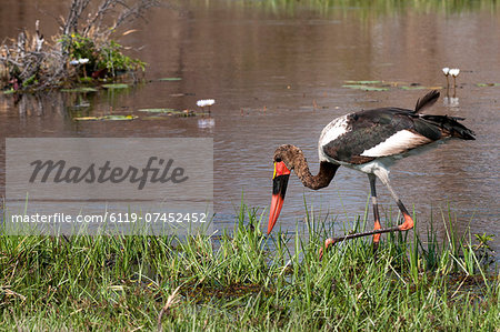 Saddle-billed stork (Ephippiarhynchus senegalensis), Okavango delta, Botswana, Africa