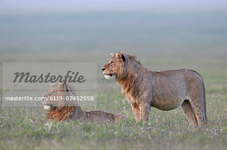 Two young male lions (Panthera leo), Ngorongoro Crater, Tanzania, East Africa, Africa
