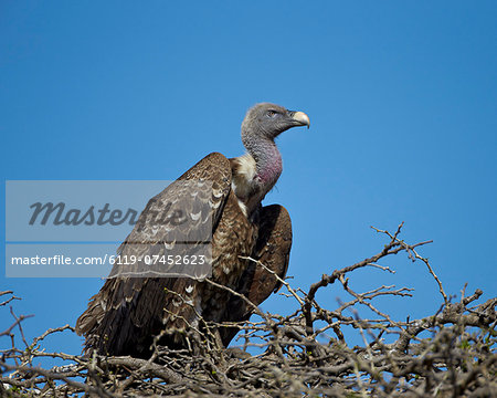 Ruppell's griffon vulture (Gyps rueppellii), Serengeti National Park, Tanzania, East Africa, Africa