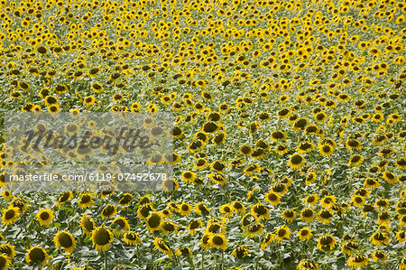 Sunflowers, Provence, France, Europe