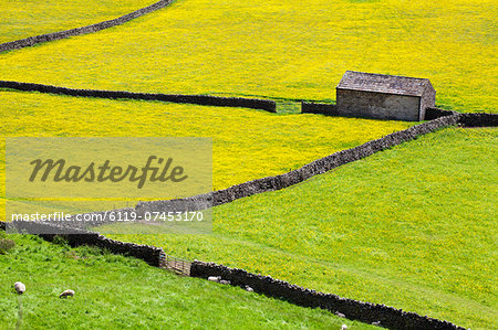 Barn and dry stone walls in buttercup meadows at Gunnerside, Swaledale, Yorkshire Dales, Yorkshire, England, United Kingdom, Europe