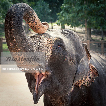 Elephant feeding at Pinnewala Elephant Orphanage, Sri Lanka, Asia