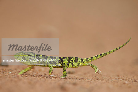 Flap-necked Chameleon (Flap Neck Chameleon) (Chamaeleo dilepis), Kruger National Park, South Africa, Africa