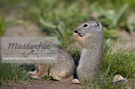 Young Uinta Ground Squirrel (Urocitellus armatus), Yellowstone National Park, Wyoming, United States of  America, North America