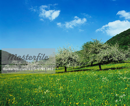 Blooming fruit trees on a flower meadow, Lenninger Tal, Swabian Alb, Baden Wurttemberg, Germany, Europe