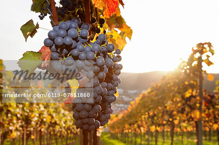 Vineyards with red wine grapes in autumn at sunset, Esslingen, Baden Wurttemberg, Germany, Europe Vineyards with red wine grapes in autumn at sunset, Esslingen, Baden Wurttemberg, Germany, Europe