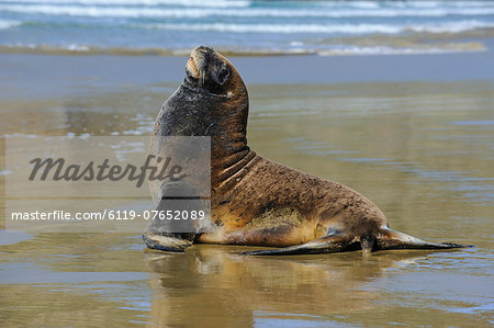 Hooker's sea lion (Phocarctos hookeri), Cannibal Bay, the Catlins, South Island, New Zealand, Pacific
