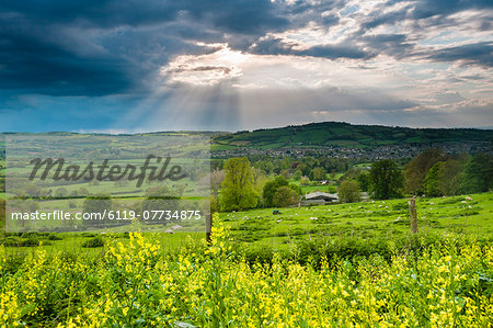 Rape in the Sudely Valley, Winchcombe, The Cotswolds, Gloucestershire, England, United Kingdom, Europe