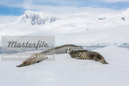 Adult crabeater seals (Lobodon carcinophaga) resting on ice floe in Neko Harbor, Antarctica, Polar Regions