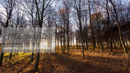 Late afternoon winter sunlight shining through trees in woodland at Longhoughton, near Alnwick, Northumberland, England, United Kingdom, Europe